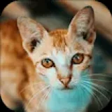 Cat-tastic Puzzle Challenge