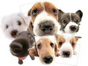 Cute Dog Jigsaw gameplay preview