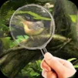 Fairy Woods Hidden Objects