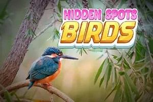 Hidden Spots - Birds gameplay preview