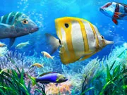 Let's Fish gameplay preview