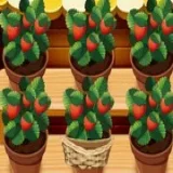 Mia Strawberry Garden