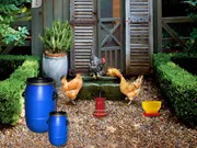 Poultry Farm Easter Escape gameplay preview