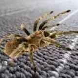 Spider Hidden Difference